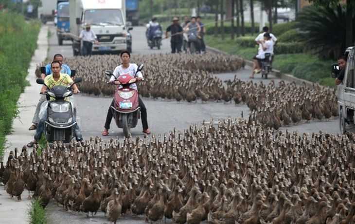 Gansos ayudan a la policía en China gracias a su valentía