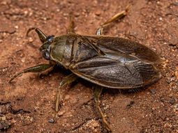 alerta en el amba por invasion de bichos: que son y como combatirlos alerta en el amba por invasion de bichos: que son y como combatirlos