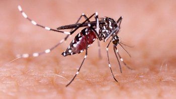 dengue: mas de 130 mil casos en todo el pais y guardias colapsadas