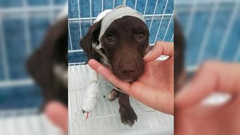 ¿que pena podria recibir el peluquero si se confirma que mato a chocolate? ¿que pena podria recibir el peluquero si se confirma que mato a chocolate?