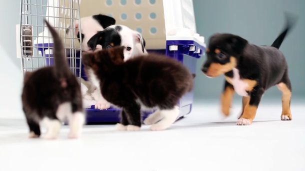 Mirá la reacción de perritos y gatitos cuando se ven por primera vez