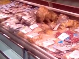 un gato sibarita que come mariscos un gato sibarita que come mariscos