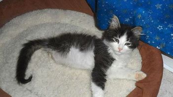 Anakin en su nuevo hogar Anakin en su nuevo hogar