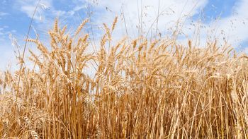 La zafra de cultivos de invierno 2023 fue casi un 30% menor a la de 2022. La zafra de cultivos de invierno 2023 fue casi un 30% menor a la de 2022.