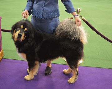 La familia creyó que compraba un perro pero en realidad le dieron un oso