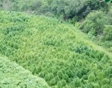 Encontraron en Salta un cultivo de 10.000 plantas de marihuana