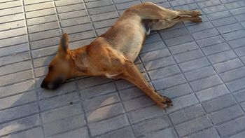 Uno de los perros envenados en Carrilobo Uno de los perros envenados en Carrilobo