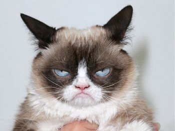 El Día del Gato, ¿a quién se le ocurrió?