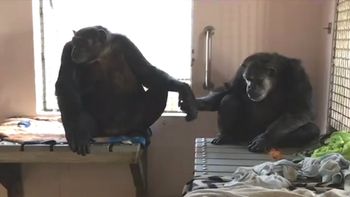 tras 18 anos en solitario, un chimpance hizo su primer amigo y no lo puede soltar tras 18 anos en solitario, un chimpance hizo su primer amigo y no lo puede soltar