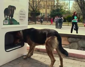 Turquía: la increíble máquina que permite alimentar a perros y gatos de la calle