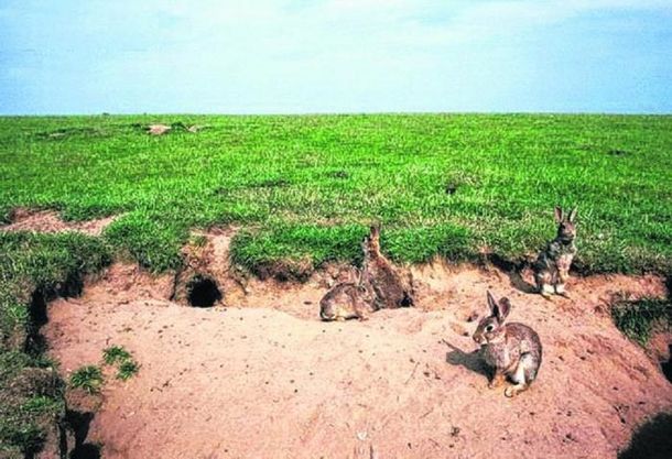 Invasión de conejos europeos pone en peligro la ganadería en Neuquén