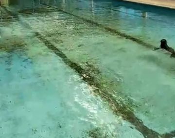 Inesperado hallazgo de un lobo marino en la costa de Berazategui