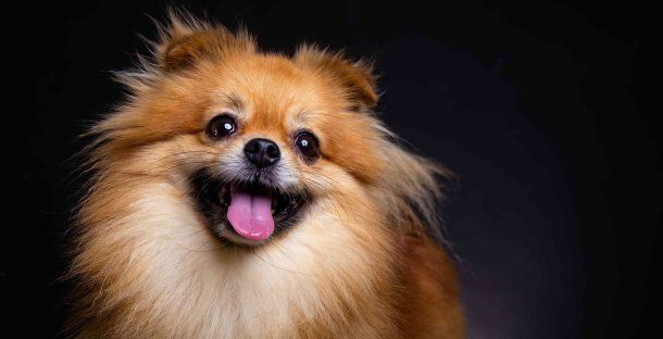 Cómo es el perro que Alberto Fernández obligó a Fabiola Yañez a abandonar: raza y características