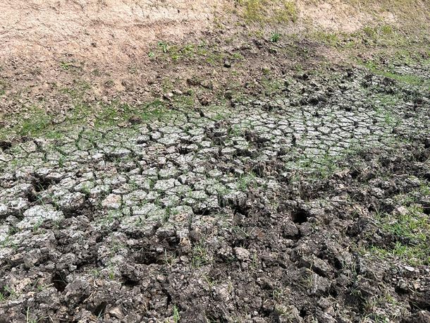 El BSE indemnizó por 95 millones de dólares por la sequía