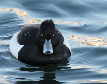 Una mujer reclama 275 mil dólares de indemnización por ser atacada por un pato