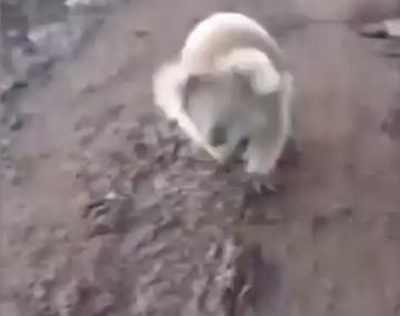 VIDEO: un koala la persiguió