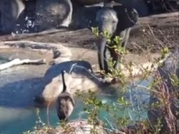 Un ganso se enfrentó con un elefante