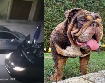 Le robaron el auto con el perro adentro en Ituzaingó y ofrecen recompensa para recuperarlo
