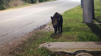 primero un puma, ahora a un jabali: alerta en escobar por animales sueltos primero un puma, ahora a un jabali: alerta en escobar por animales sueltos