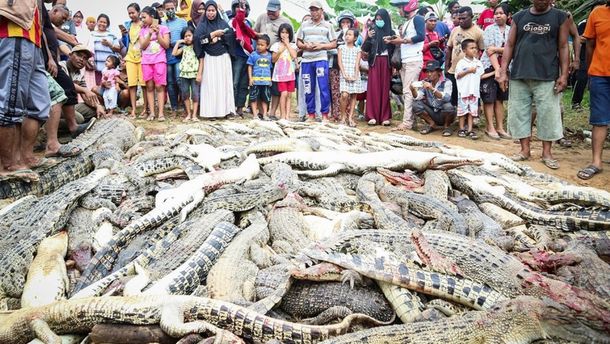 Insólito: mataron casi 300 cocodrilos para vengar la muerte de un hombre