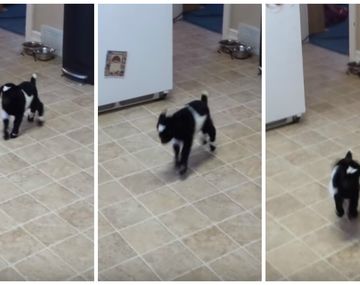 Cabrita aprende a saltar y es furor en YouTube