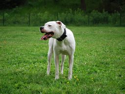 Cañuelas: mató al perro de su vecino porque lo mordió. Foto ilustrativa.