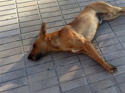 Uno de los perros envenados en Carrilobo