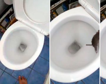 La rata sorprendió al australiano en su baño