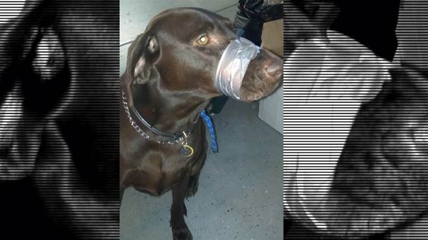Polémica por la foto en Facebook de un perro con el hocico atado
