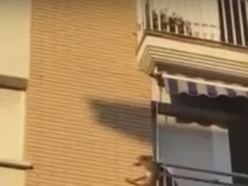 Un perro saltó al vacío tras pasar horas sin comida