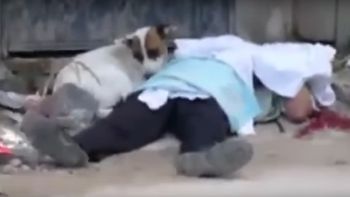 Un perro lloró al lado de su dueño asesinado Un perro lloró al lado de su dueño asesinado
