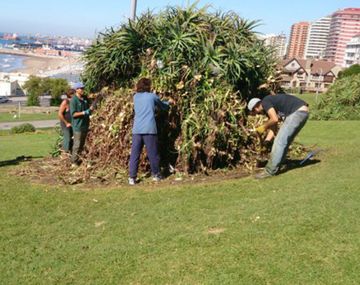 VIDEO: Así pasean las ratas por Mar del Plata