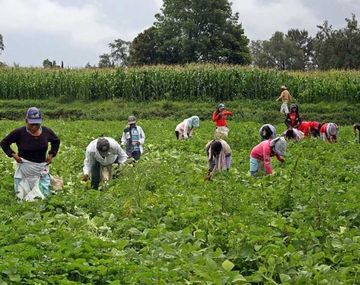 Un informe desmiente a Macri: casi la mitad de los puestos de trabajo en el campo son precarizados