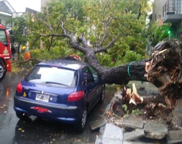 As&iacute; cay&oacute; un &aacute;rbol en Villa Crespo
