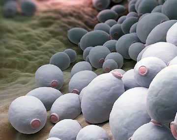 Qué es el hongo Candida auris