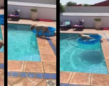 Super inteligente: perro agarró pelota de una pileta sin mojarse