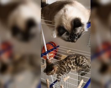 Nelly (arriba) tiene loco a Gilbert (abajo)