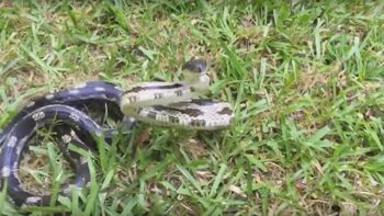 video: filmaba una serpiente y casi le muerde la mano video: filmaba una serpiente y casi le muerde la mano