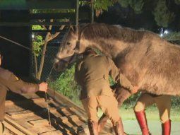 De película: así rescataron a los caballos que escaparon de Campo de Mayo