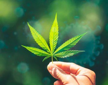 De fiesta: aseguran que la marihuana puede bloquear el covid