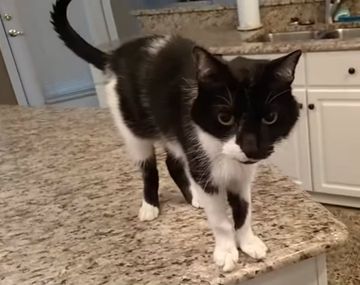 Jack es un gato muy especial y lo sabe