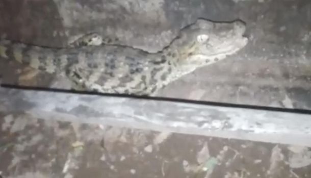 El yacaré bebé que sorprendió al vecino de Salvador Mazza