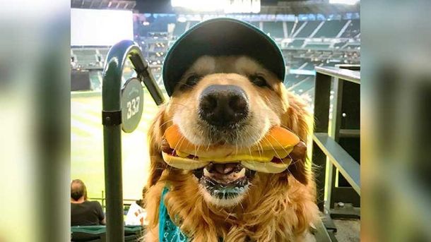 El video más tierno: la increíble reacción del perro mientras su dueño le saca una foto