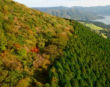 Dejaron a un nene en un bosque como castigo