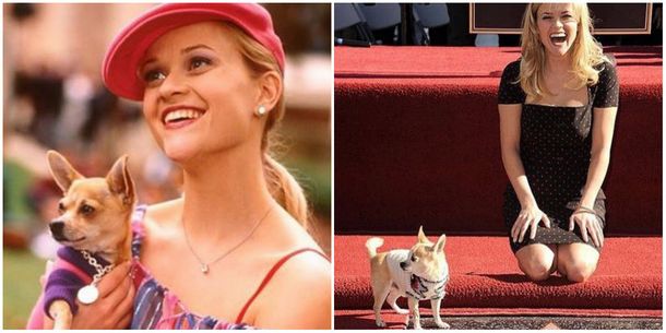 Murió el perro chihuahua de Legalmente rubia: el triste mensaje de Reese Witherspoon