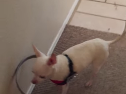 un perro ciego que puede caminar gracias al simple invento de su dueno