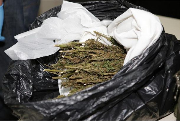 Legalizan en México el cultivo y consumo de marihuana con fines lúdicos