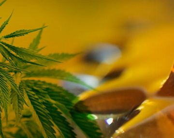 Aceite de cannabis