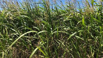 Una empresa exportará las primeras 500 toneladas de sorgo desde Uruguay hacia China. Una empresa exportará las primeras 500 toneladas de sorgo desde Uruguay hacia China.