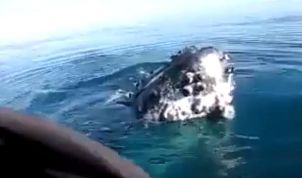 Dos ballenas asustan a padre e hija que habían ido a pescar